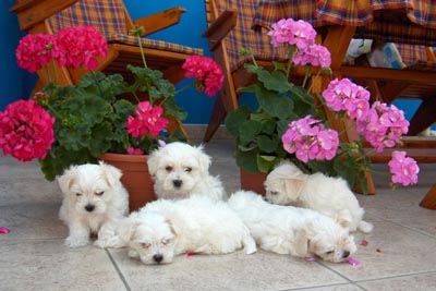 http://www.maltese.cz/images/Photos2/puppies4.jpg