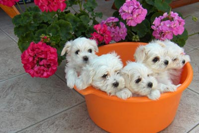 http://www.maltese.cz/images/Photos2/puppies5.jpg